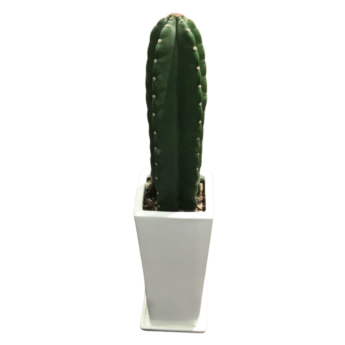 観葉植物柱サボテントゲ無し3.5号スクエアホワイト陶器鉢植え｜富山