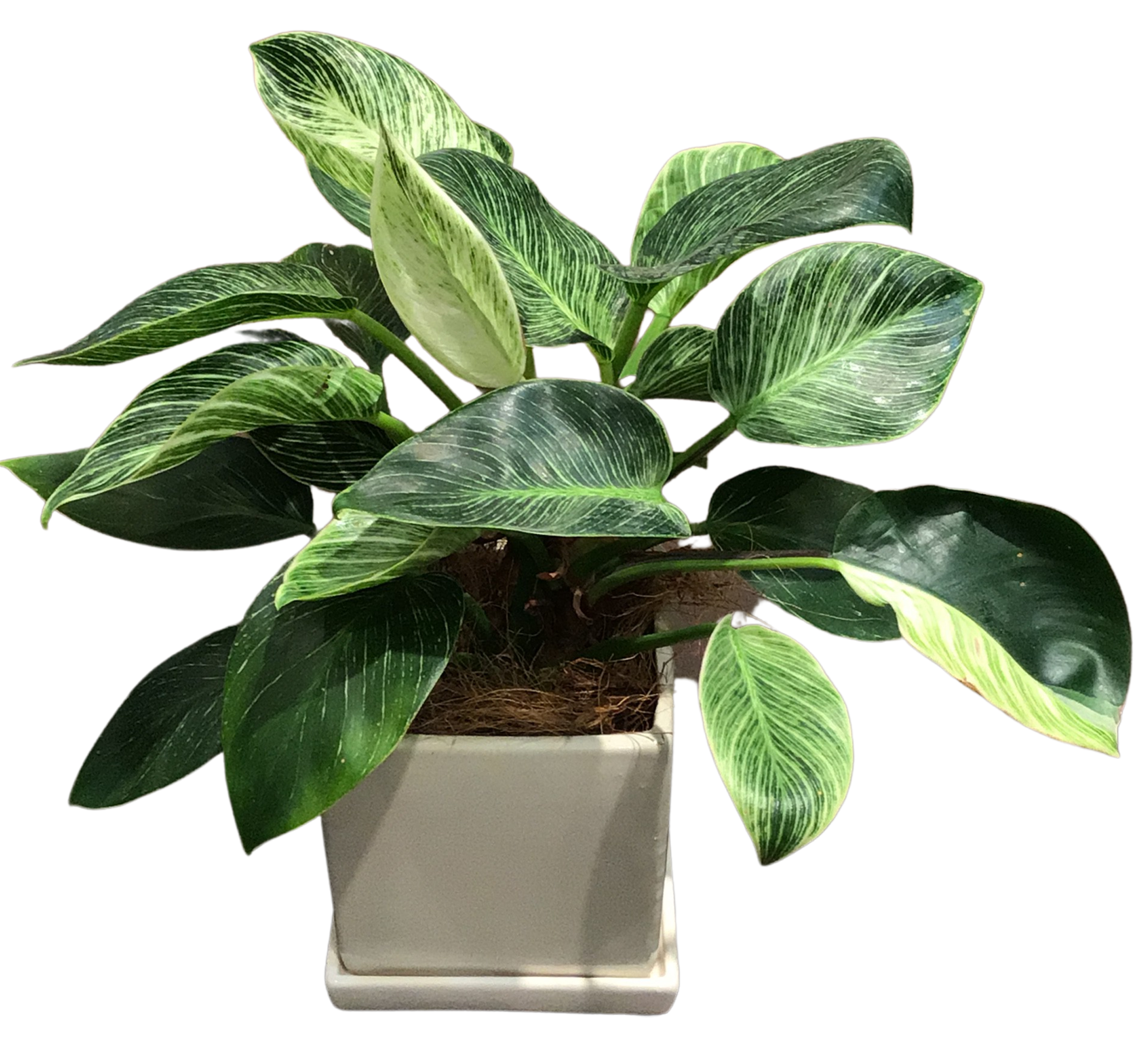 クトウテン　鉢のみ　植物はつきません QUTOTEN.（くとうてん）公式オンラインストア