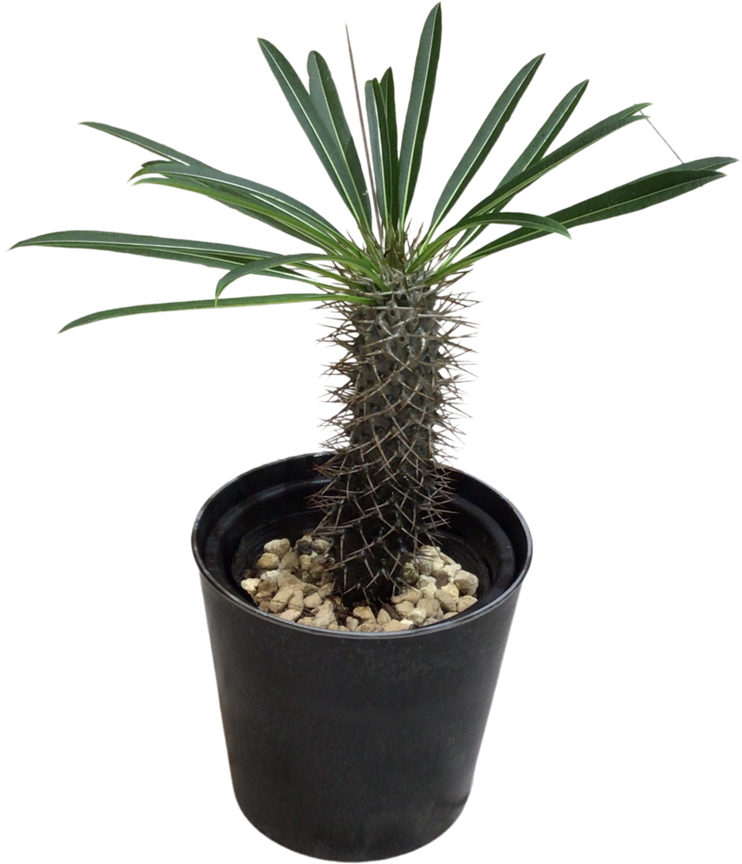 クトウテン　鉢のみ　植物はつきません QUTOTEN.（くとうてん）公式オンラインストア