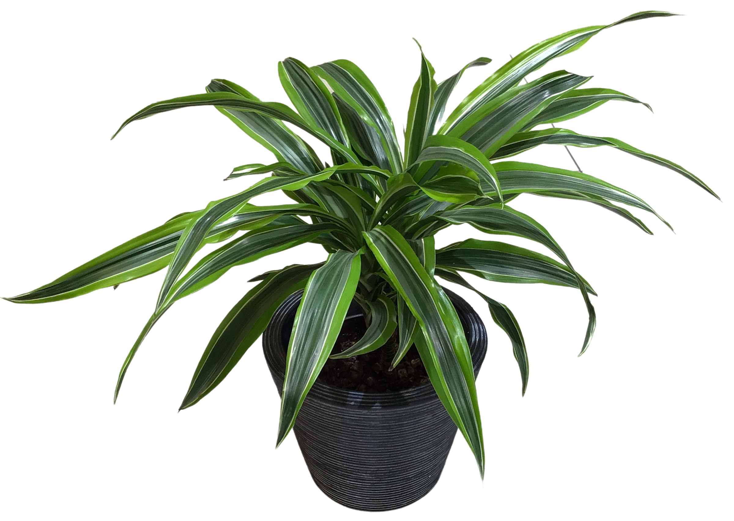 ドラセナ ワーネッキーレモンライム ファイバー鉢 お皿付き br><br