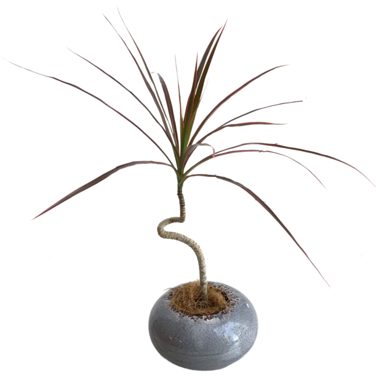 観葉植物柱サボテントゲ無し3.5号スクエアホワイト陶器鉢植え
