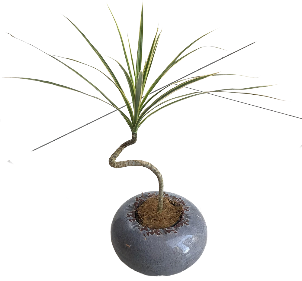 観葉植物 観葉植物カポック スタンダードタイプ(バスケット付)｜胡蝶蘭