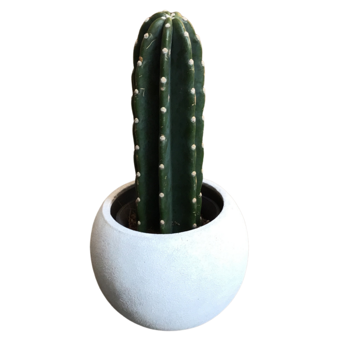 観葉植物柱サボテントゲ無し3.5号スクエアホワイト陶器鉢植え